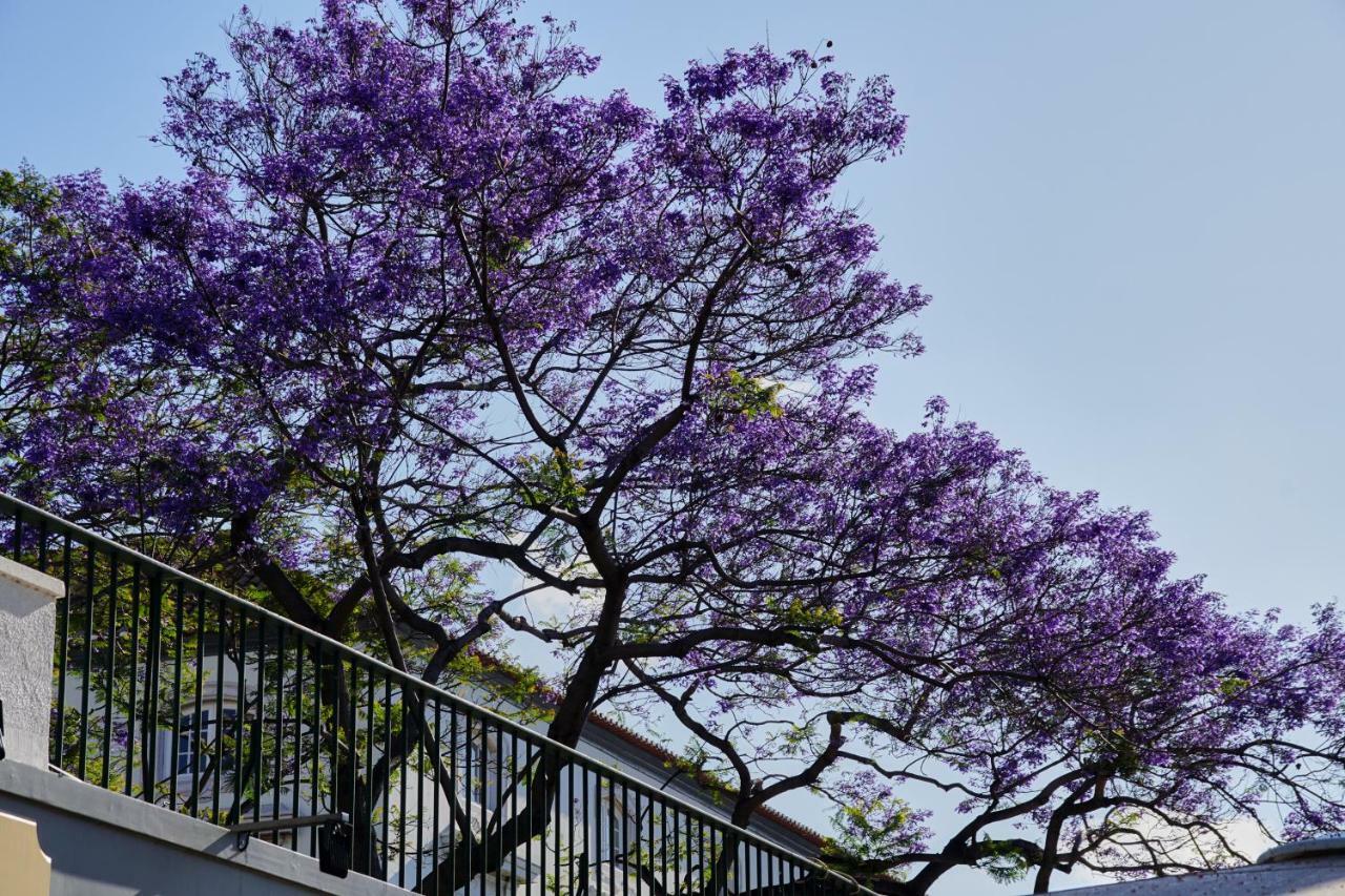 Pimenta Funchal Downtown Apartment Exterior foto